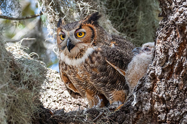 istock Great Horned Owl in Nest with Owlets 2220971874
