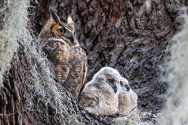 istock Great Horned Owl Nesting Family 2220971975
