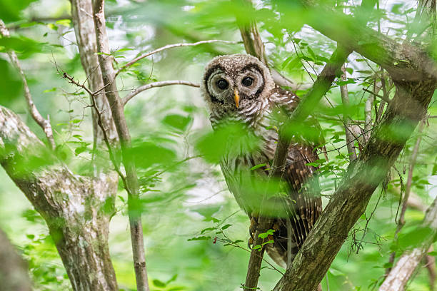 istock Barred Owl in Green Forest 2220972159