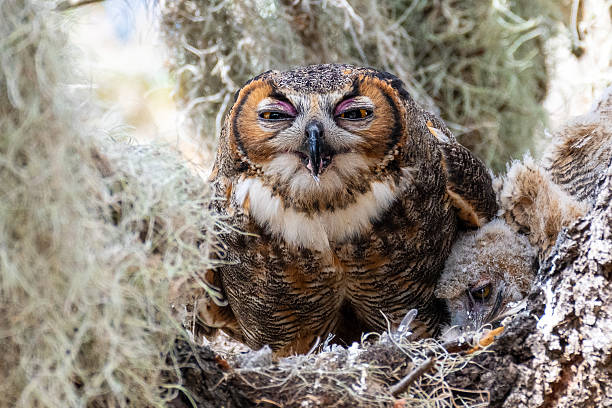 istock Great Horned Owl Portrait 2220972879