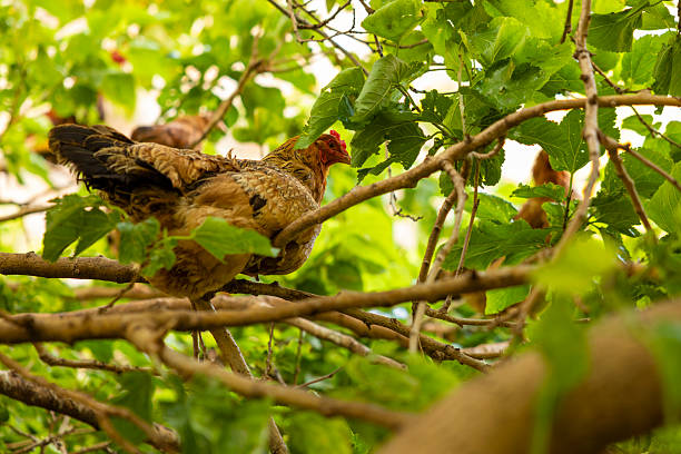 Unusual sight of chickens perched on tree branches in a rural setting