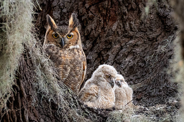 Great Horned Owl Nesting Family