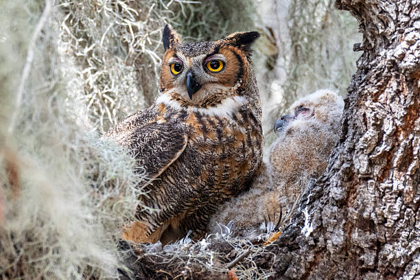istock Great Horned Owl in Nest with Owlets 2220973213