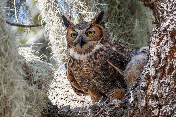 Great Horned Owl in Nest with Owlets