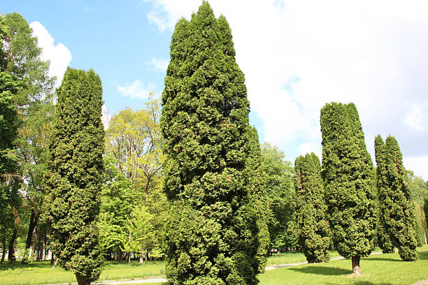 istock Thuja western (Thuja occidentalis) is used in landscape design 2220973270