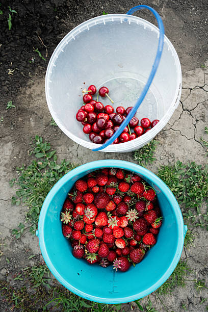 Top view of cherries and strawberries in plastic buckets during harvesting