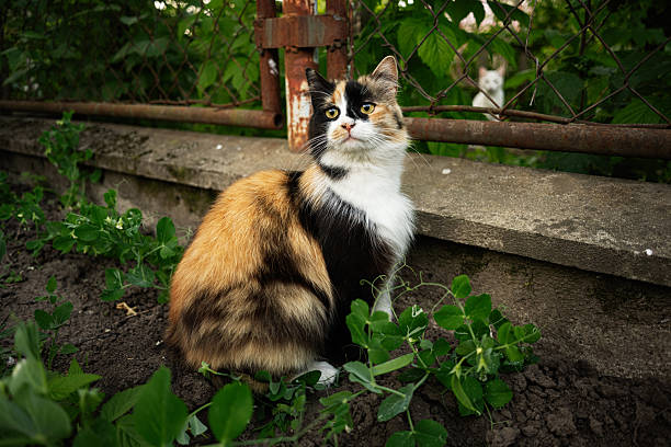 A striking calico cat sits near a fence, a white cat watches distantly