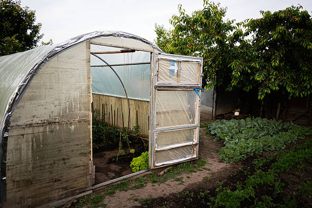 Plastic greenhouse with fresh plants growing beside an organized vegetable garden