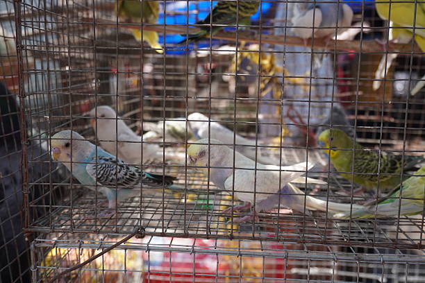 istock Several colour parakeets are displayed for sale 2220975436