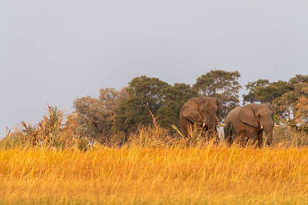 Close-up of two african elephants -Loxodonta Africana- grazing in the okavango delta