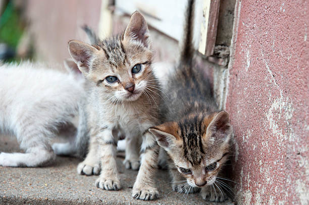 istock little kittens playing together on the cement floor, 2220976184