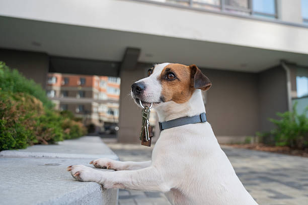 istock Jack Russell Terrier Dog Holding Apartment Keys. 2220976244
