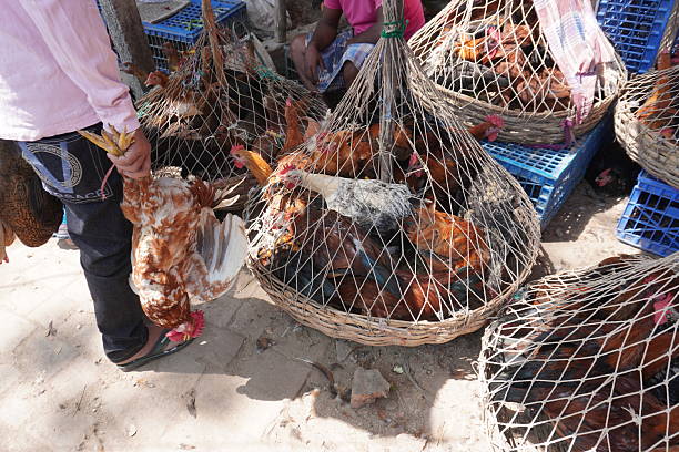 istock A person is purchasing a hen from the chicken store 2220976899