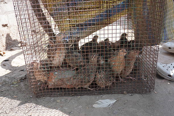 Several Grey Francolins or Partridge are inside the cage in a market settings