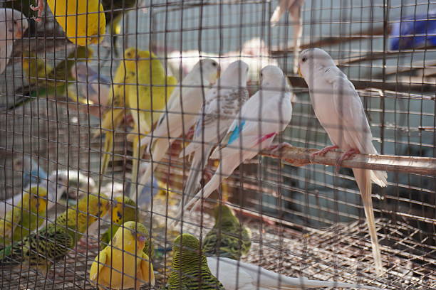 istock Several colour parakeets are displayed for sale 2220977103