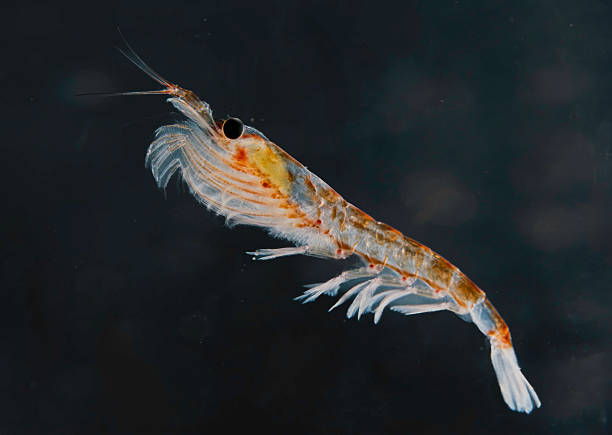 Antarctic krill (Euphausia superba) is a species of krill found in the Antarctic waters of the Southern Ocean. It is a small, swimming crustacean that lives in large schools, called swarms. Palmer Station, Antarctica. Arthropoda, Malacostraca, Euphausiac stock photo