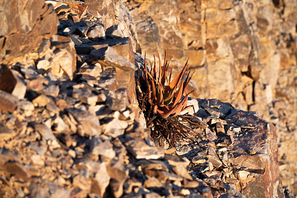 Red aloe plant growing on the Fish River canon cliff