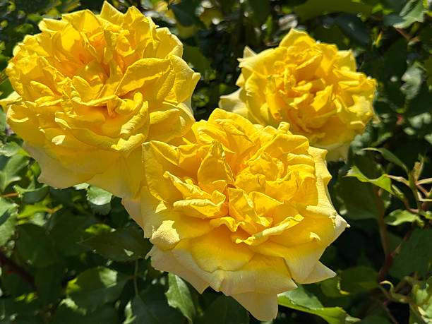istock Three yellow roses blooms in garden 2220979597