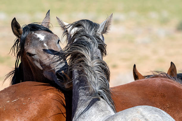 Close-up of two horses, one brown and one white, during a display of affection when one of the horses nuzzles the sensitive spot in the back of the neck of another