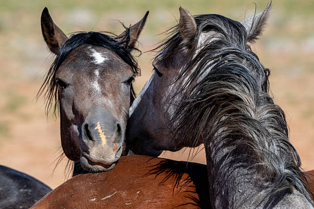 Wild horse portrait from Namibia
