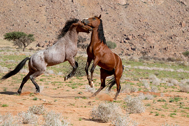 istock Wild Namibian playful horses 2220980017