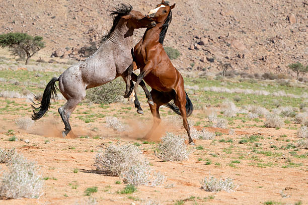 Wild Namibian playful horses