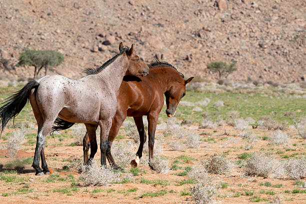 Wild Namibian playful horses
