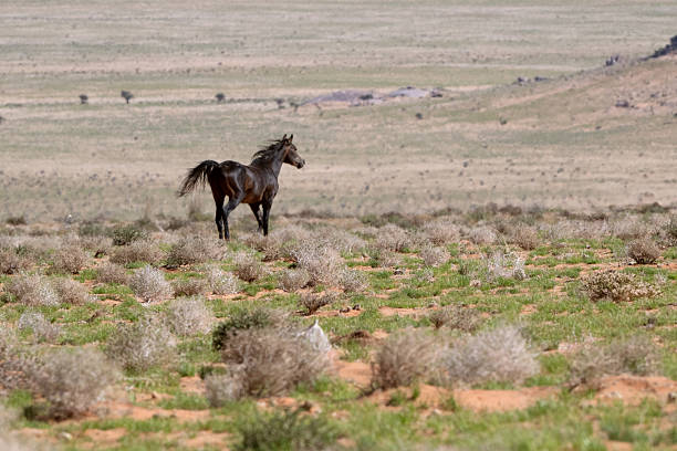 Namibian wild stallion in the desert