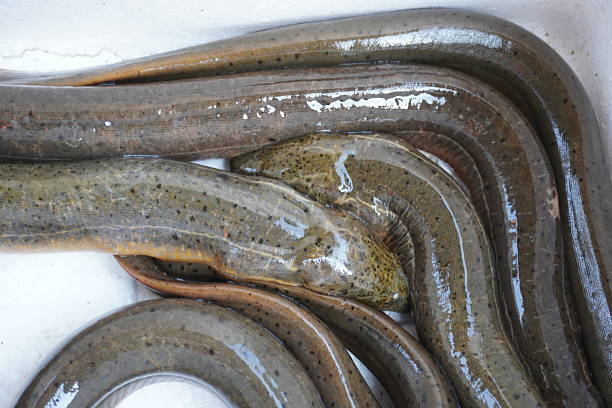 Close-up of eel fish in the market