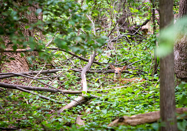 Wild fawns frolicking in the forest clearing in Pennsylvania, Poconos, USA.