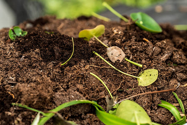istock Compost pile with soil and fallen green leaves.. 2220982664