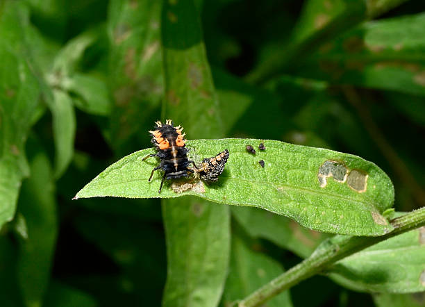 istock Multicoloured Asian lady beetle, Harmonia axyridisu 2. 2220982834