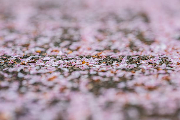 istock Soft focus macro of cherry blossom petals.. 2220982870