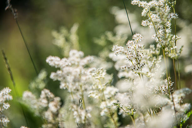 Close-up of delicate white wildflowers.