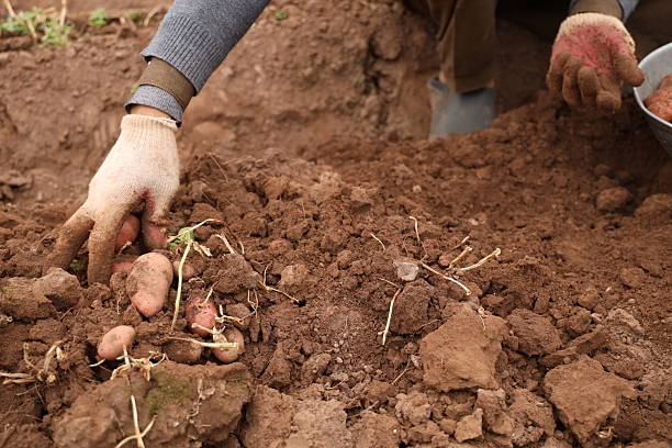 istock Manual Harvesting of Potatoes inside a Greenhouse. 2220984632
