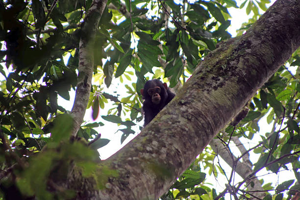 Chimpanzee, Pan troglodytes, on a tree in a forest in western Uganda