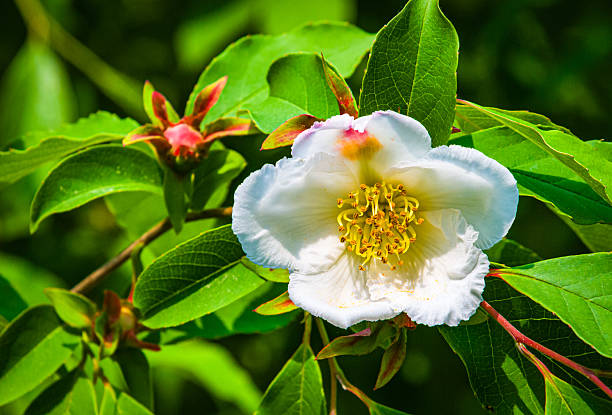 Close up of the pollen laden stamen of a beautiful white flower of the Japanese Stewartia (Stewartia pseudocamellia) tree in a Cape Cod garden.