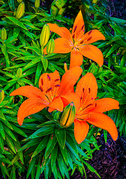 istock Orange Lilies in the Rain 2220987102