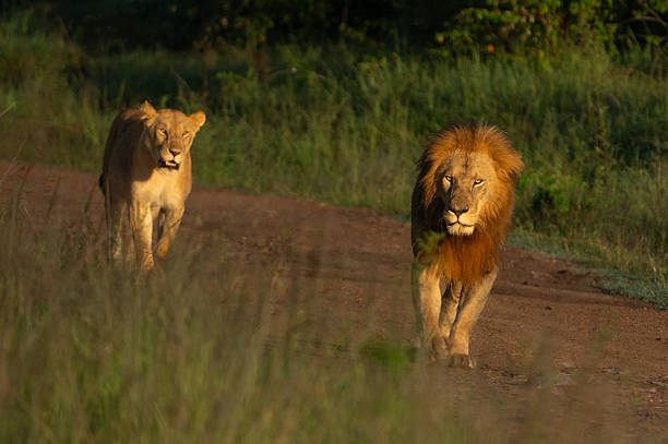 istock Lion and Lioness Strolling at Sunrise, Kenya 2220988054