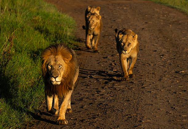 Rear view of a line of four lionesses walking along a dirt track road in Hwange Natioinal Park, Zimbabwe, in morning light. Within the line, a lion cub takes a moment to sit down and rest after catching up with its mother.