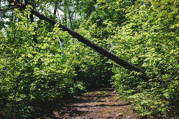 istock a trail with a fallen tree blocking the path. concept of obstacles, barriers or challenges 2220990250