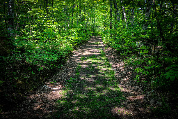 looking at a forest trail while hiking in dappled sunlight. beautiful nature landscape background