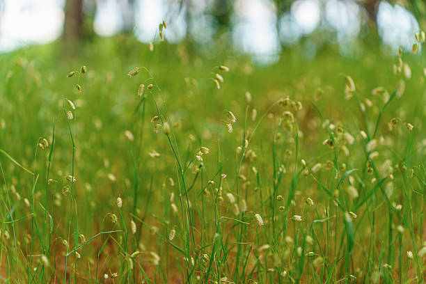 Close-up of Briza media grass gently swaying in a green meadow. Soft focus and natural light create a serene spring or summer scene with peaceful countryside vibes.