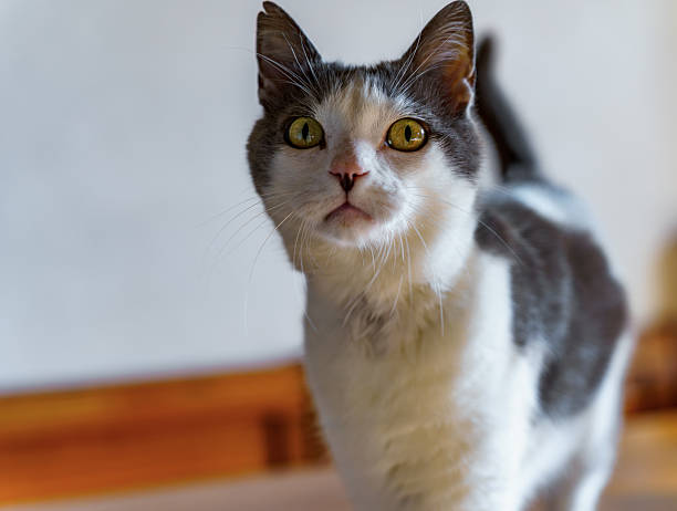 istock Indoor Domestic Cat Looking Up in Natural Light 2220994499