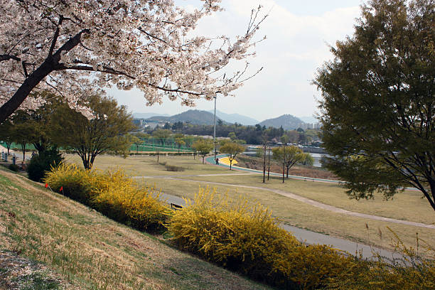 istock Cherry Blossoms in Daegu, Korea 2220995579