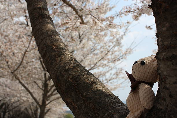 istock Teddy bear and Cherry Blossoms in Daegu, Korea 2220995598