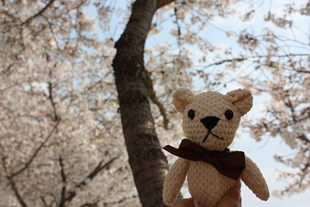 Teddy bear and Cherry Blossoms in Daegu, Korea