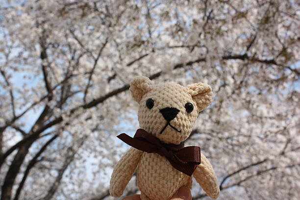 istock Teddy bear and Cherry Blossoms in Daegu, Korea 2220995611