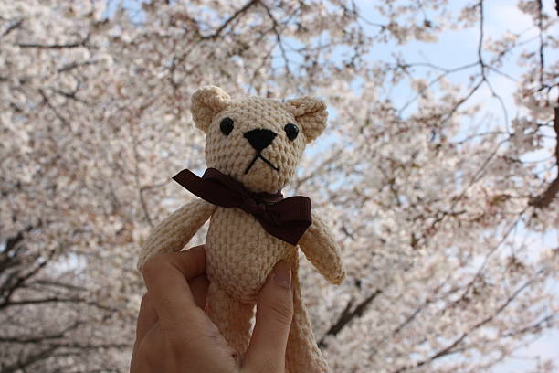 istock Teddy bear and Cherry Blossoms in Daegu, Korea 2220995613