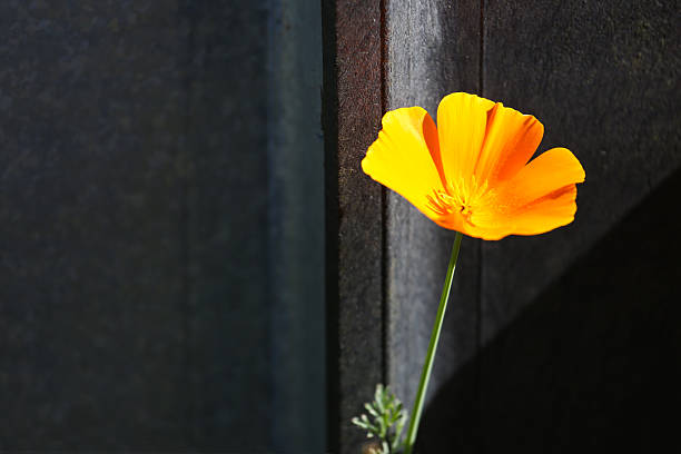 California Golden Poppies-Stock image.